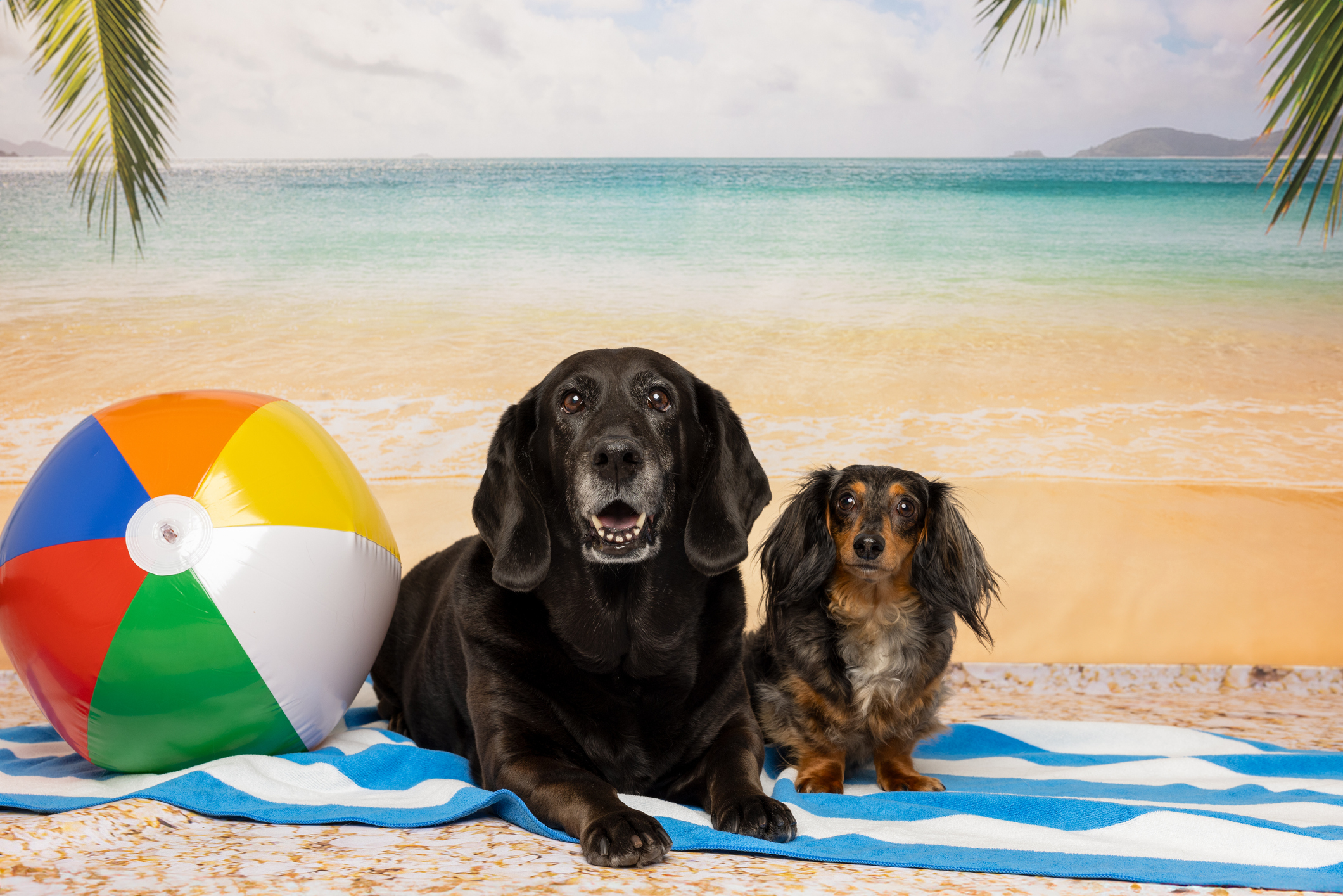 Dogs at Maui Dog Resort